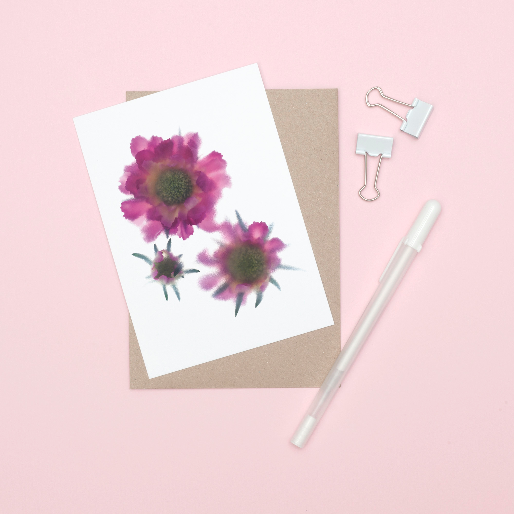 floracollection-greetingcards-scabiosa-B-2-copy