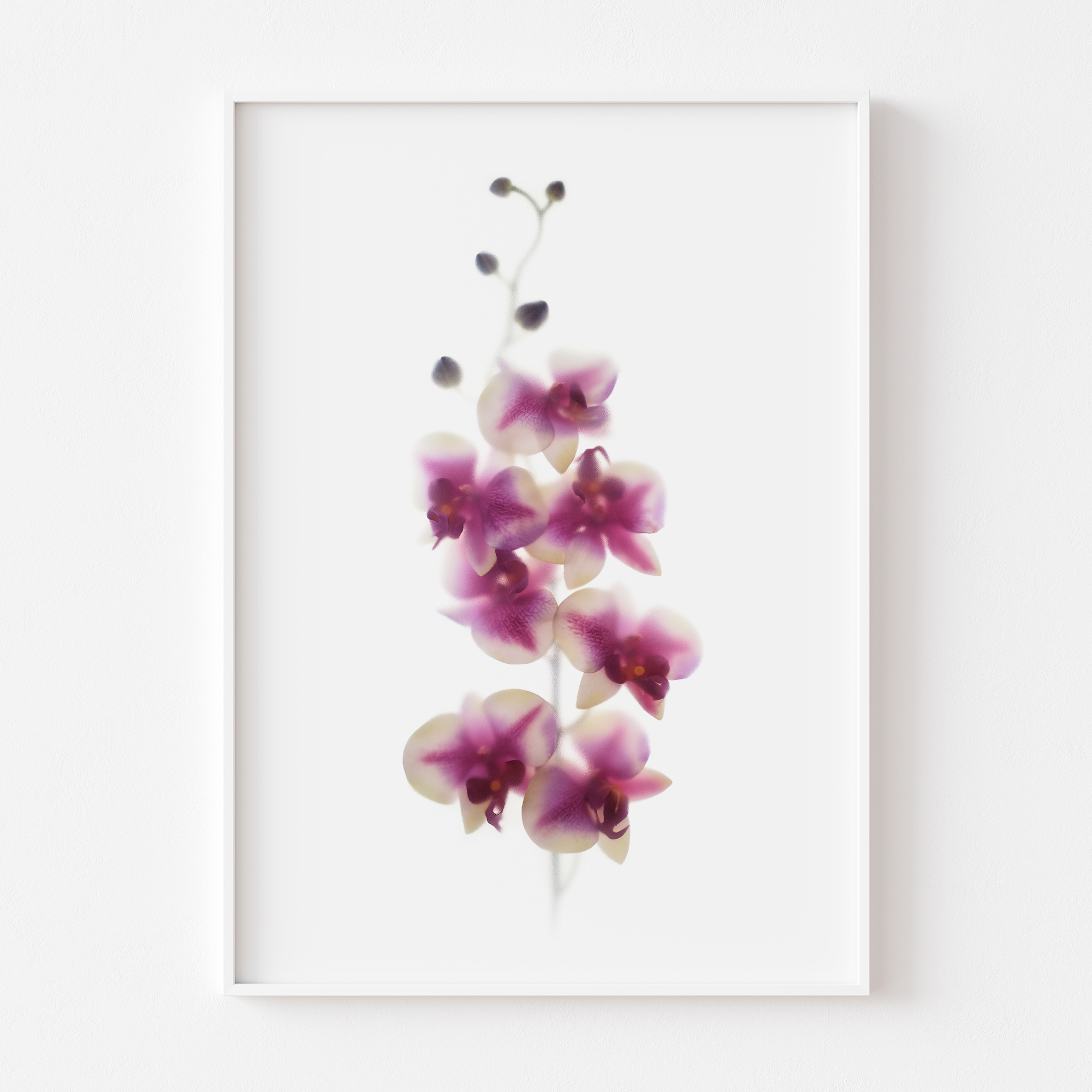 florarozita-wall-art-print-pinkorchids-04